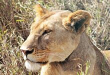 female lion on grass field
