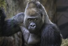 black gorilla on brown tree branch during daytime