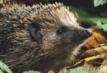 brown hedgehog on dried leaves