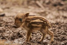 a small baby boar standing in a muddy field