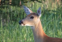 brown deer on green grass field during daytime