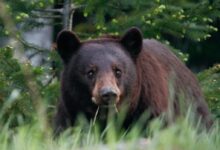 shallow focus photo of grizzly bear