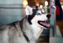 tilt shift lens photography of white and black Siberian Husky