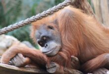 a monkey sitting on a tree branch