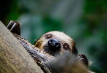 brown and black monkey on brown tree branch during daytime