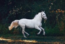 running white horse