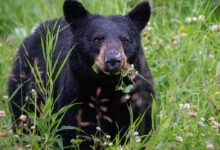 black bear on green grass during daytime