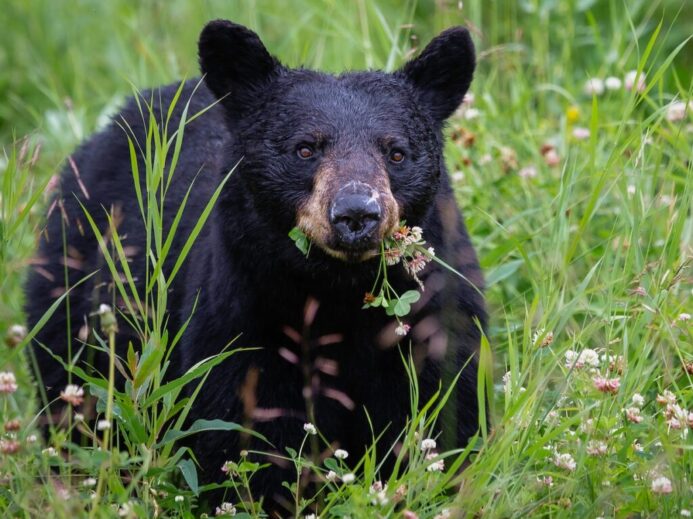 black bear on green grass during daytime