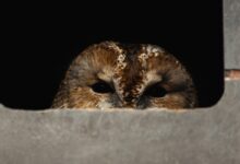 a close up of an owl looking out of a window