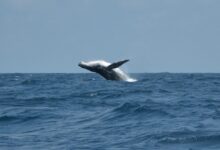 whale tail over blue sea during daytime
