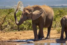 two gray elephants beside water