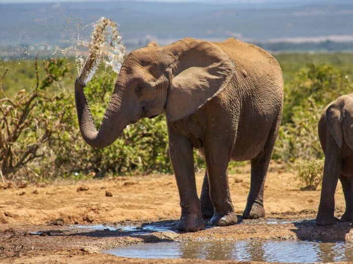 two gray elephants beside water