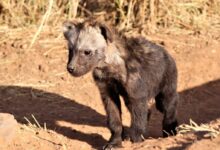 a small animal standing on dirt
