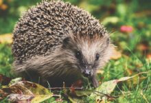 black and white hedgehog on green and red leaves