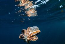 brown octopus on water
