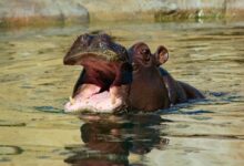 hippopotamus in water