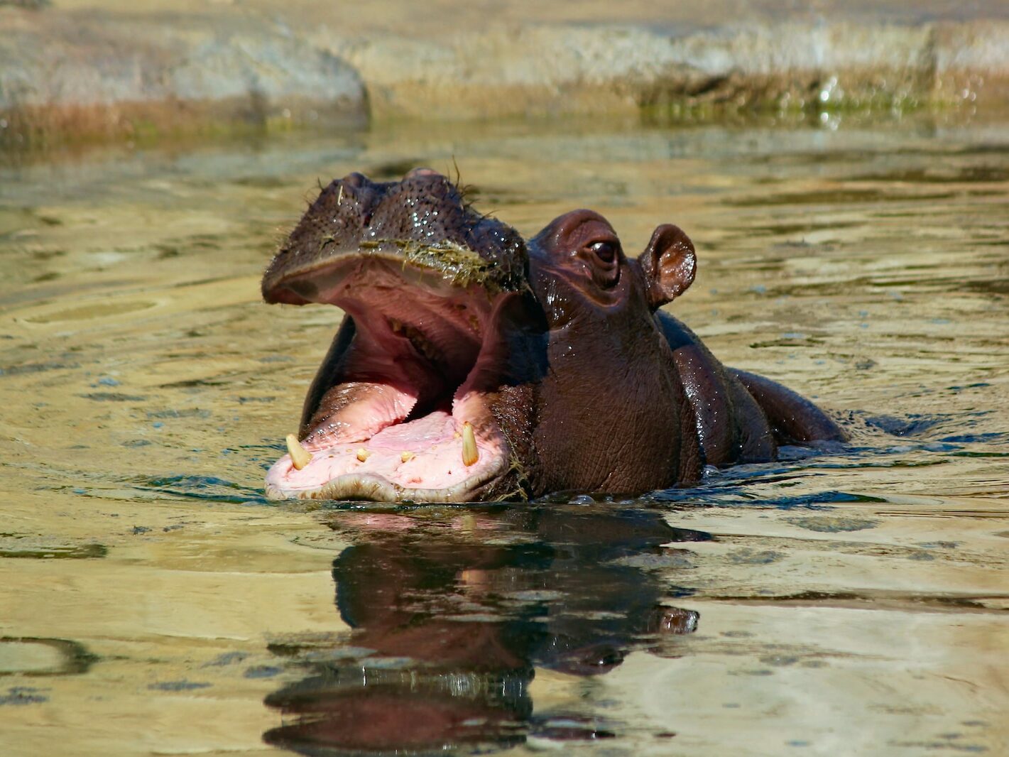 hippopotamus in water