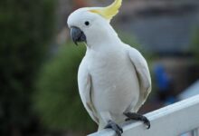 white bird on black metal bar