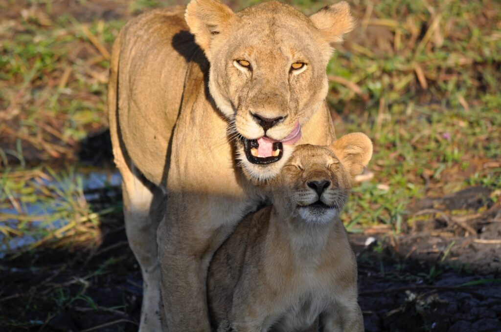 Steve Ody - NeposlušnéTlapky brown lioness