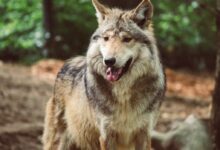 a wolf standing in the woods with its mouth open