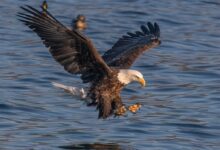 a bald eagle flying over a body of water