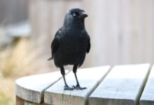 black crow on white wooden fence during daytime