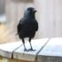 black crow on white wooden fence during daytime