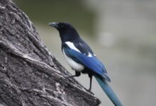 a blue and white bird perched on a tree