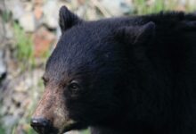closeup photography of black bear