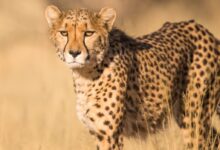 shallow focus photography of leopard