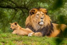 brown lion on green grass field