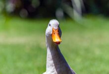 white goose