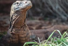 a close up of a lizard in the grass