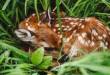 brown and white spotted deer on green grass during daytime