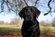 a large black dog sitting on top of a lush green field
