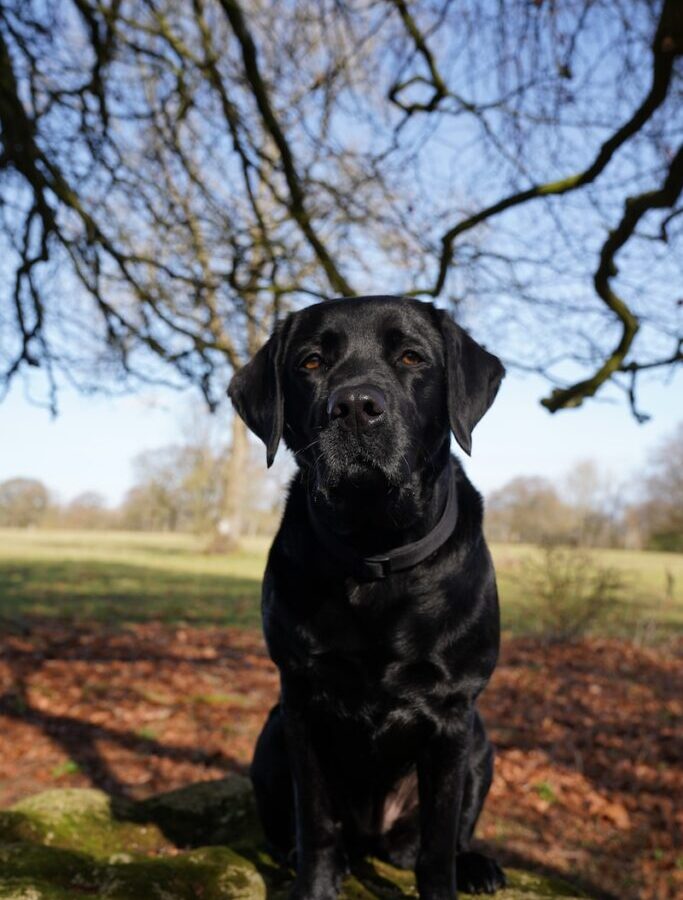a large black dog sitting on top of a lush green field