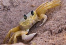 yellow crab on brown sand