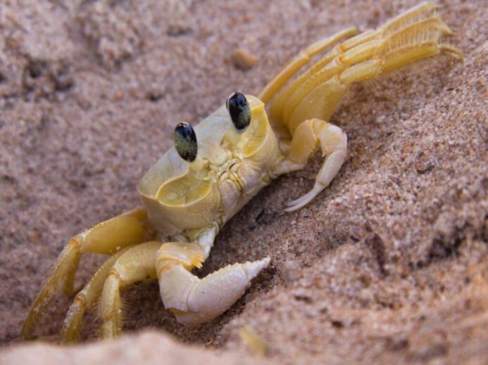 yellow crab on brown sand