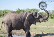 gray elephant playing with mud