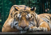 tiger on brown wooden board