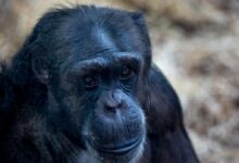 Close-up of a Chimpanzee