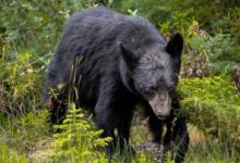 Black Bear in the Forest