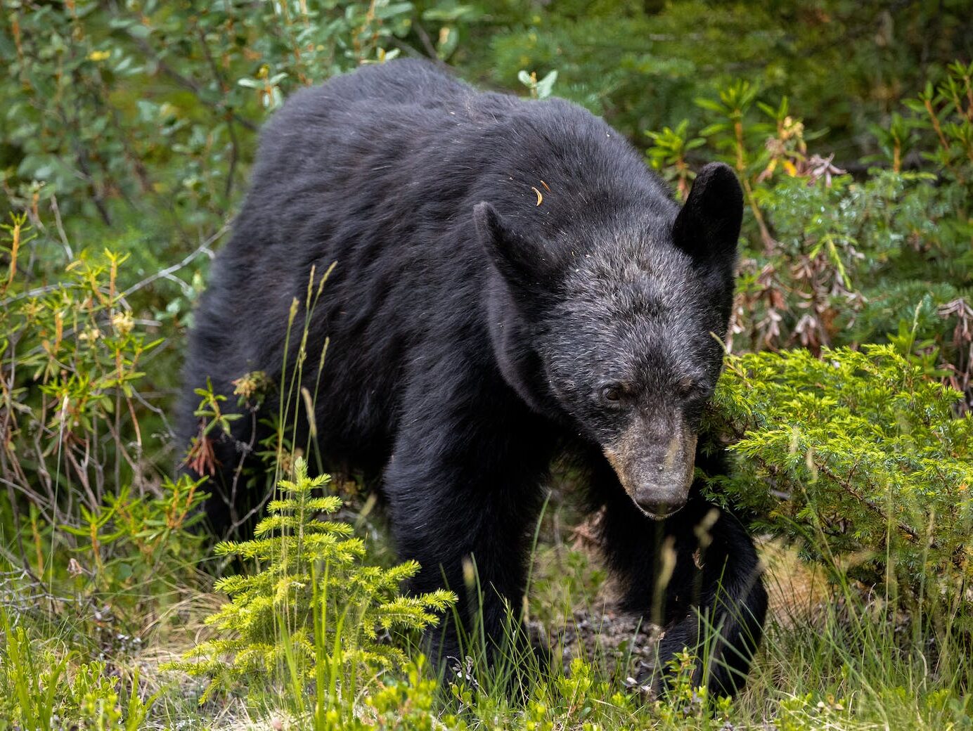 Black Bear in the Forest