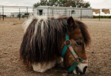 Small Horse Lying on the Ground