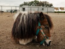 Small Horse Lying on the Ground