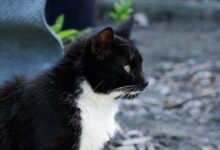 Close-up of a Black and White Cat