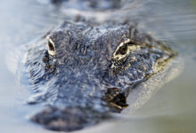 Menacing alligator