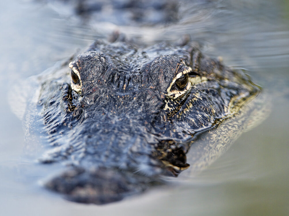 Menacing alligator