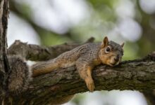 brown squirrel on brown tree branch during daytime