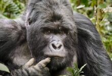 black gorilla on green grass during daytime
